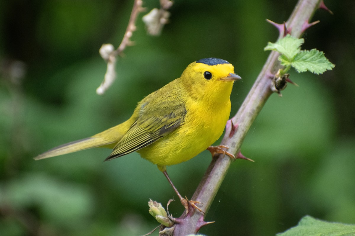 Wilson's Warbler - ML620693702