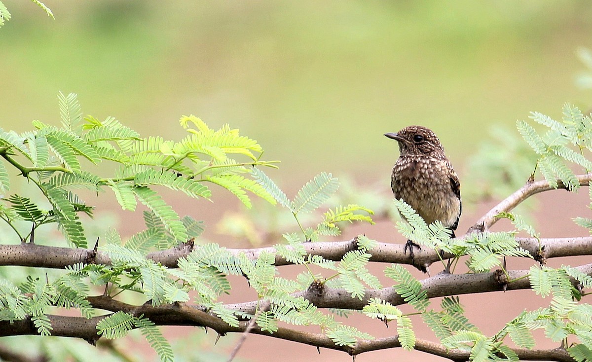 Pied Bushchat - ML620693704