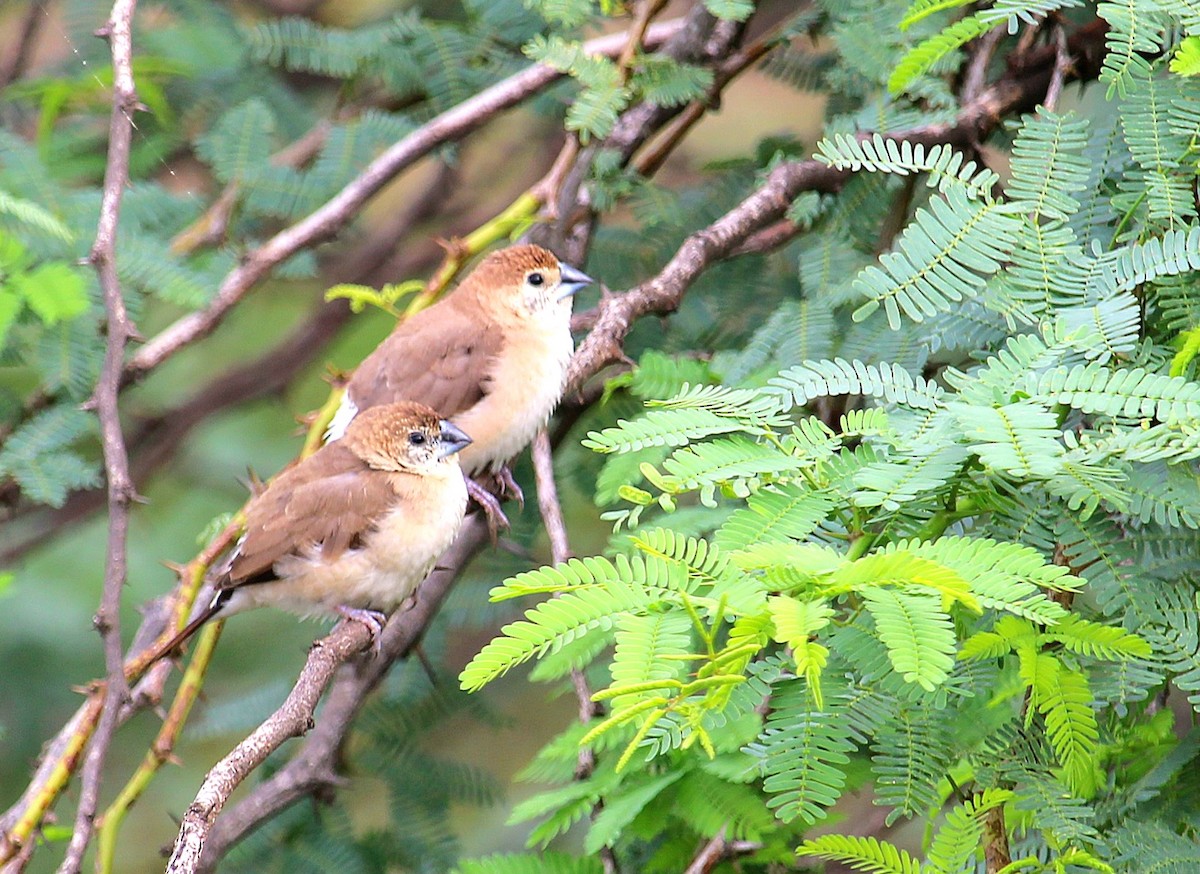 Indian Silverbill - ML620693706