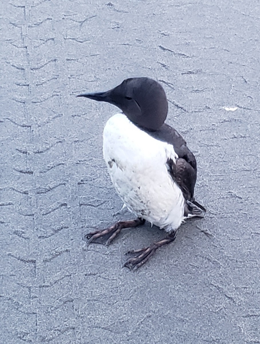 Common Murre - ML620693709