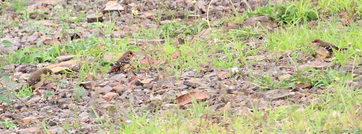 Red Avadavat - Dr Nandini Patil