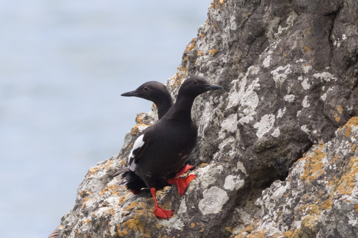 Pigeon Guillemot - ML620693713