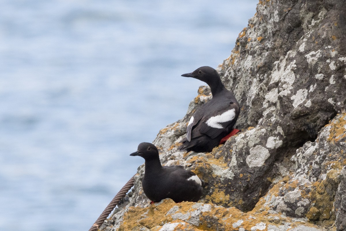 Pigeon Guillemot - ML620693714