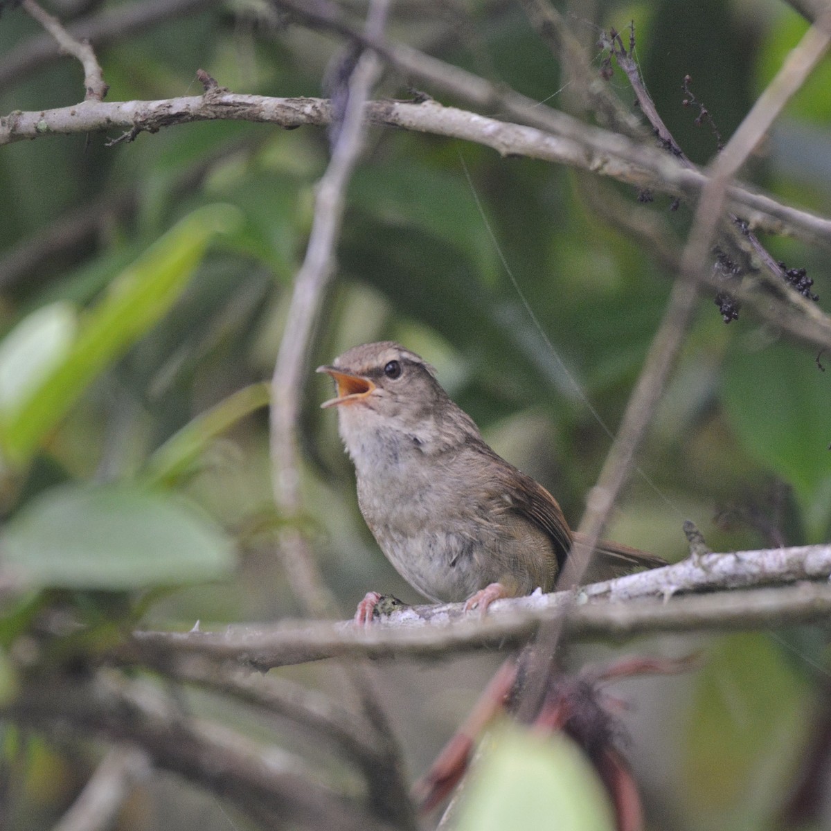 Brownish-flanked Bush Warbler - Anish  Bera