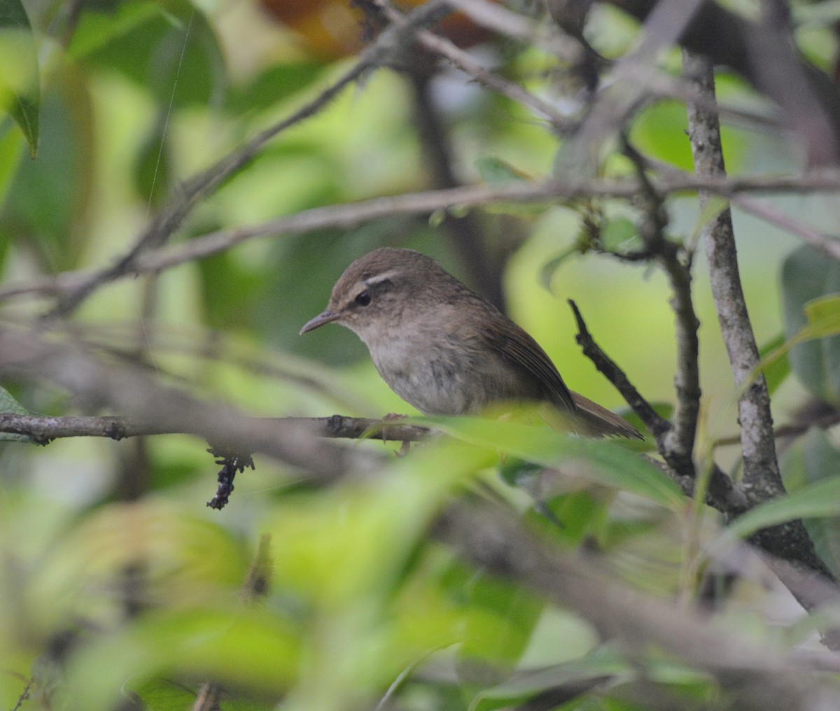 Brownish-flanked Bush Warbler - ML620693721