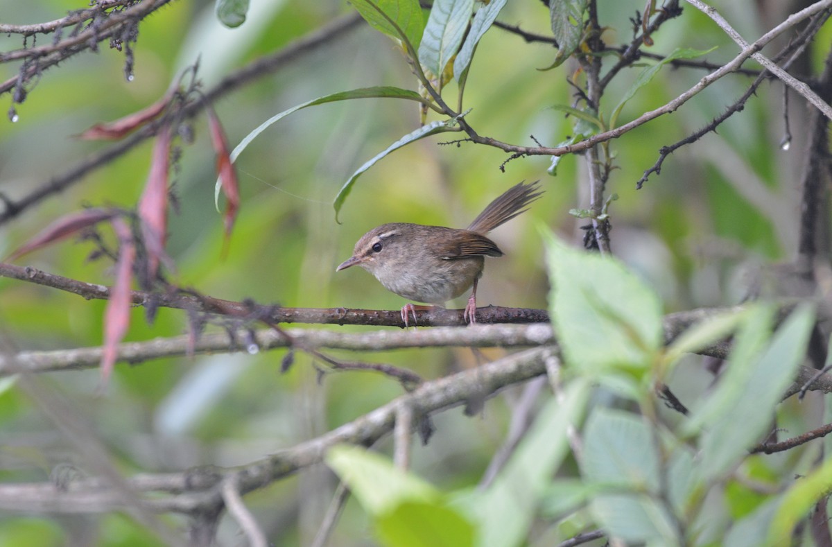 Brownish-flanked Bush Warbler - ML620693722