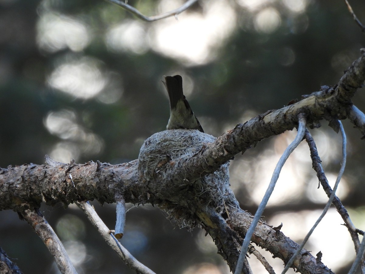 Western Wood-Pewee - Kiandra Mitchell