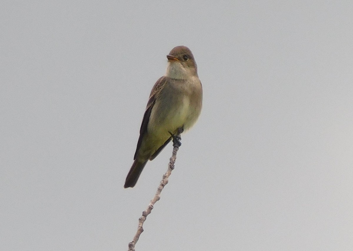 Olive-sided Flycatcher - ML620693726