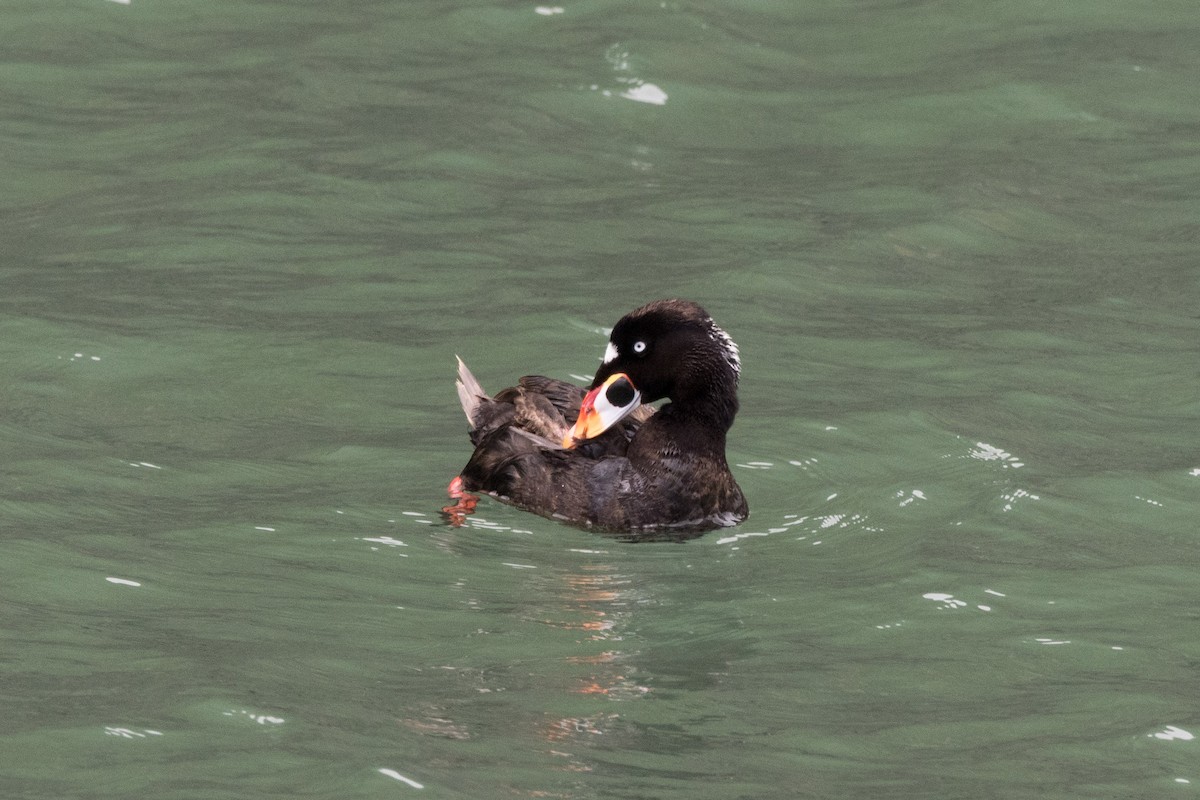 Surf Scoter - ML620693727