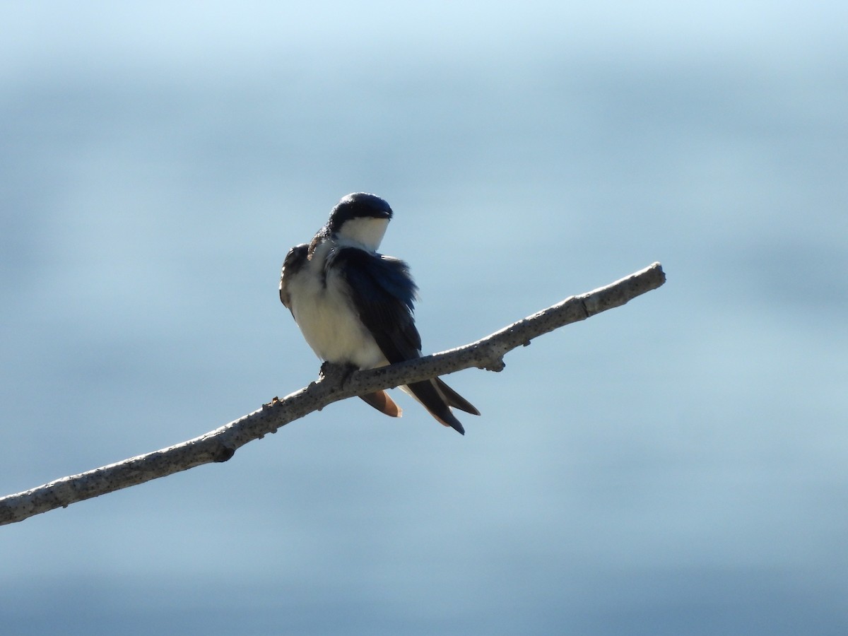 Tree Swallow - ML620693730