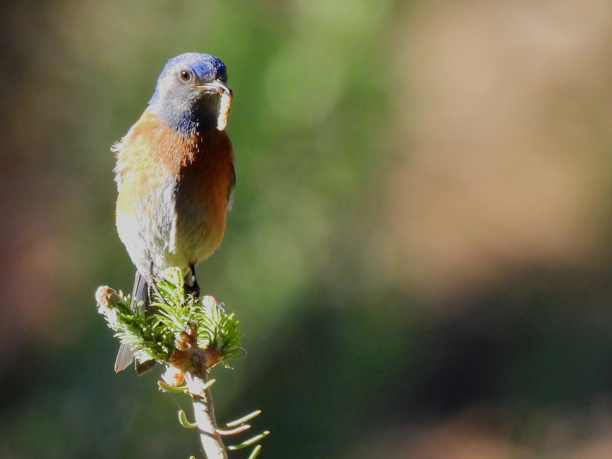 Western Bluebird - ML620693732