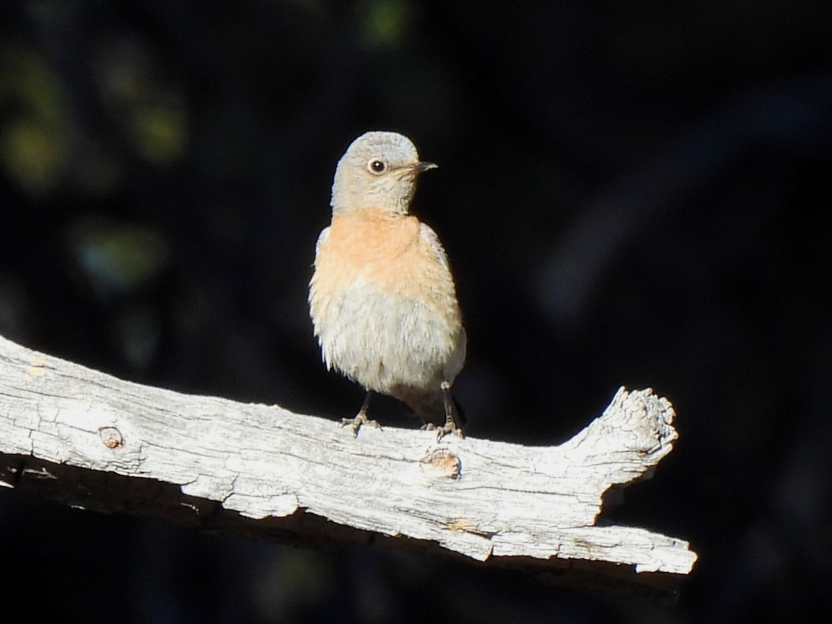 Western Bluebird - ML620693733