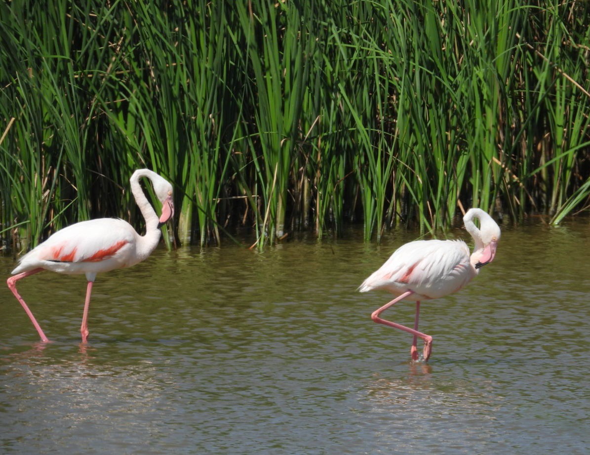 Greater Flamingo - ML620693735