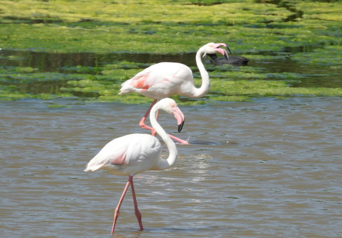 Flamant rose - ML620693736