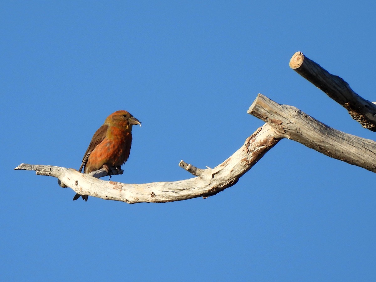 Red Crossbill - ML620693739