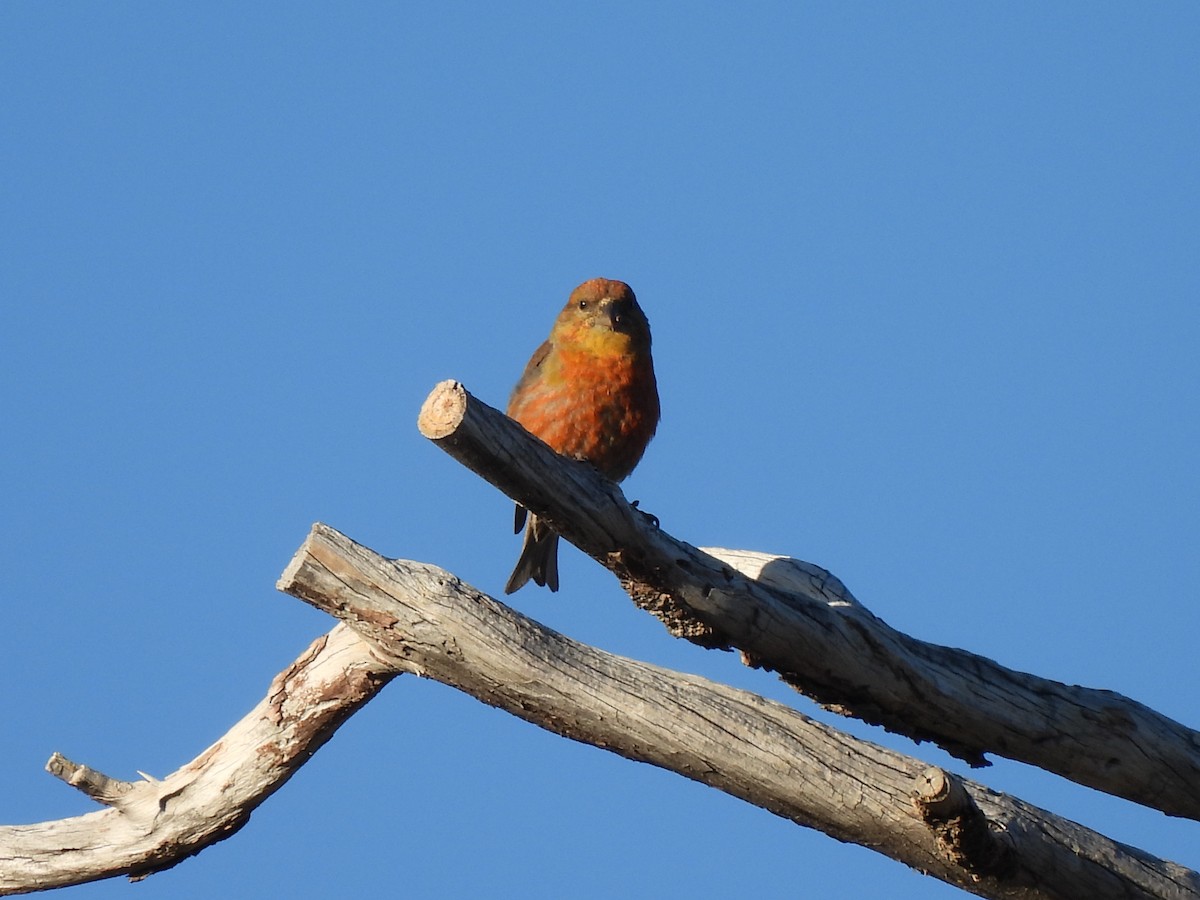 Red Crossbill - ML620693740