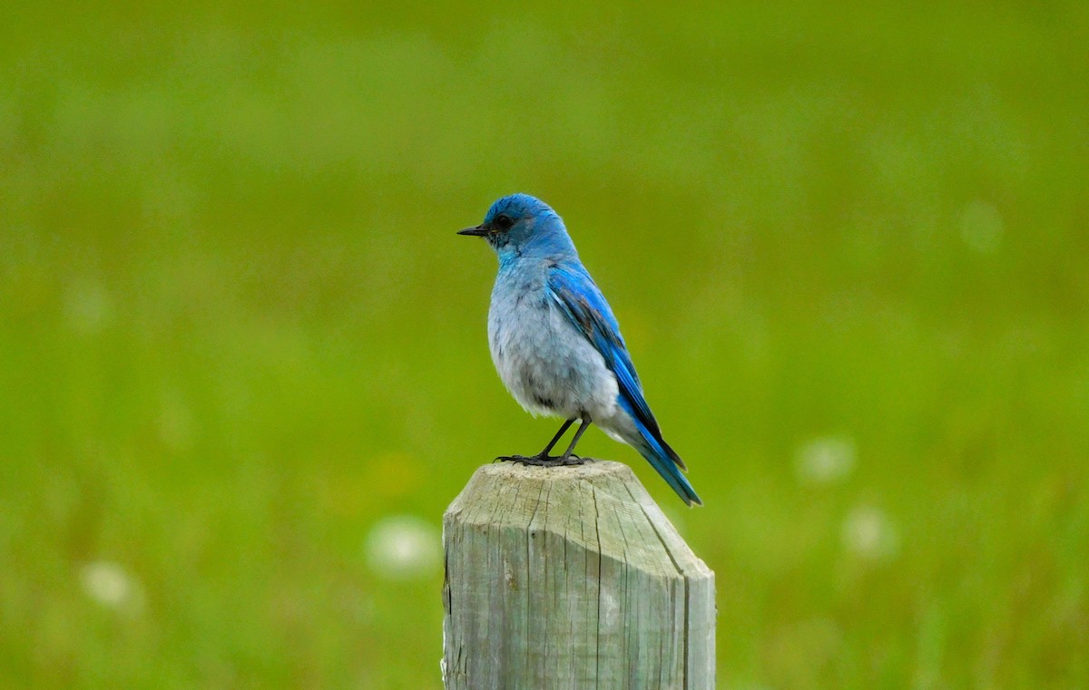 Mountain Bluebird - ML620693742