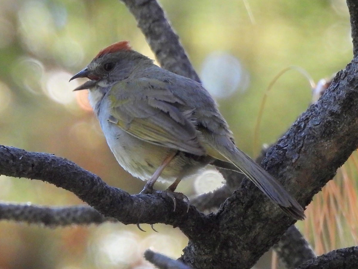 Green-tailed Towhee - Kiandra Mitchell