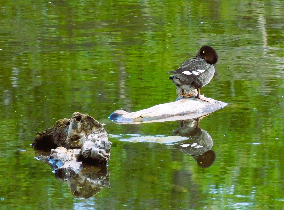 Common Goldeneye - ML620693752