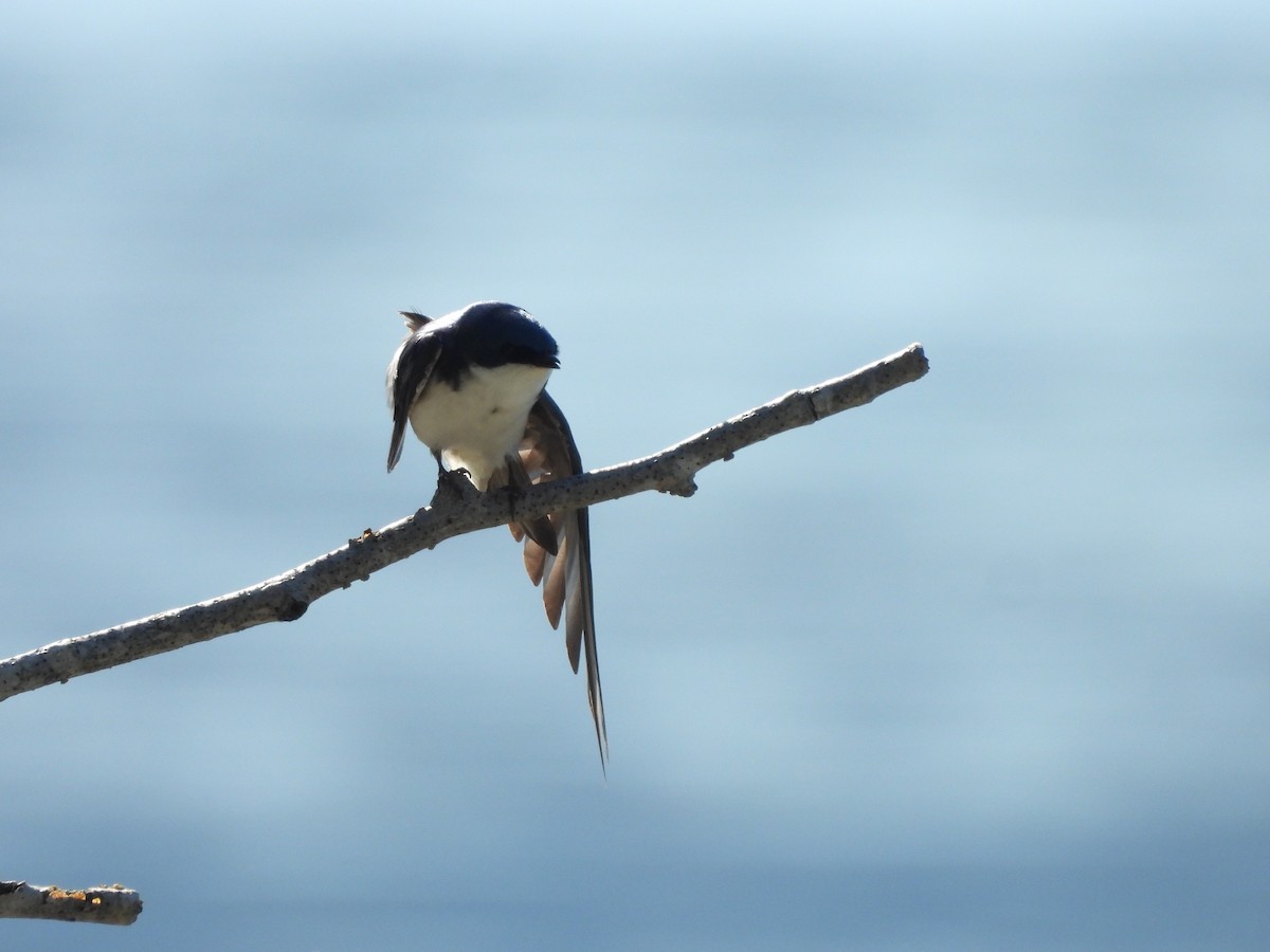 Golondrina Bicolor - ML620693753