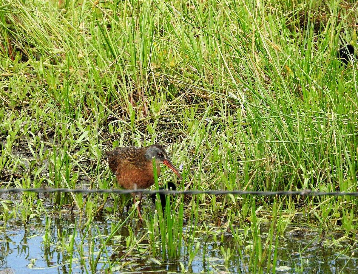 Virginia Rail - ML620693755