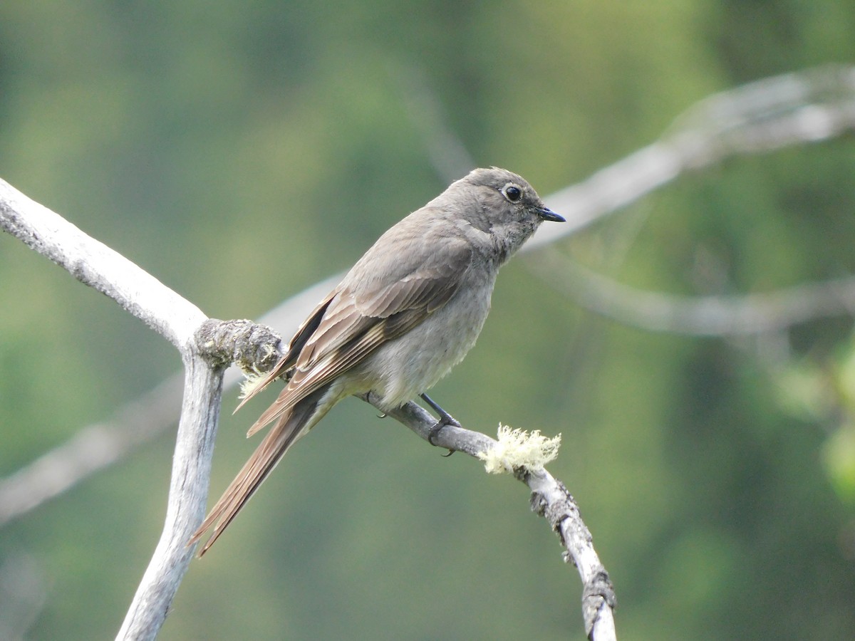 Townsend's Solitaire - ML620693757