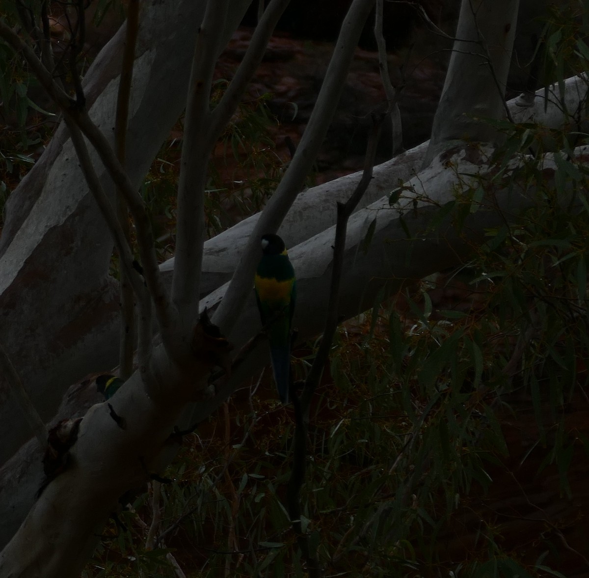 Australian Ringneck - ML620693761