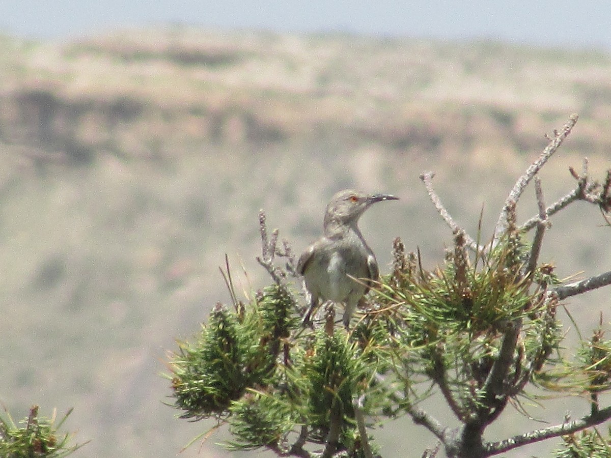 Curve-billed Thrasher - Felice  Lyons