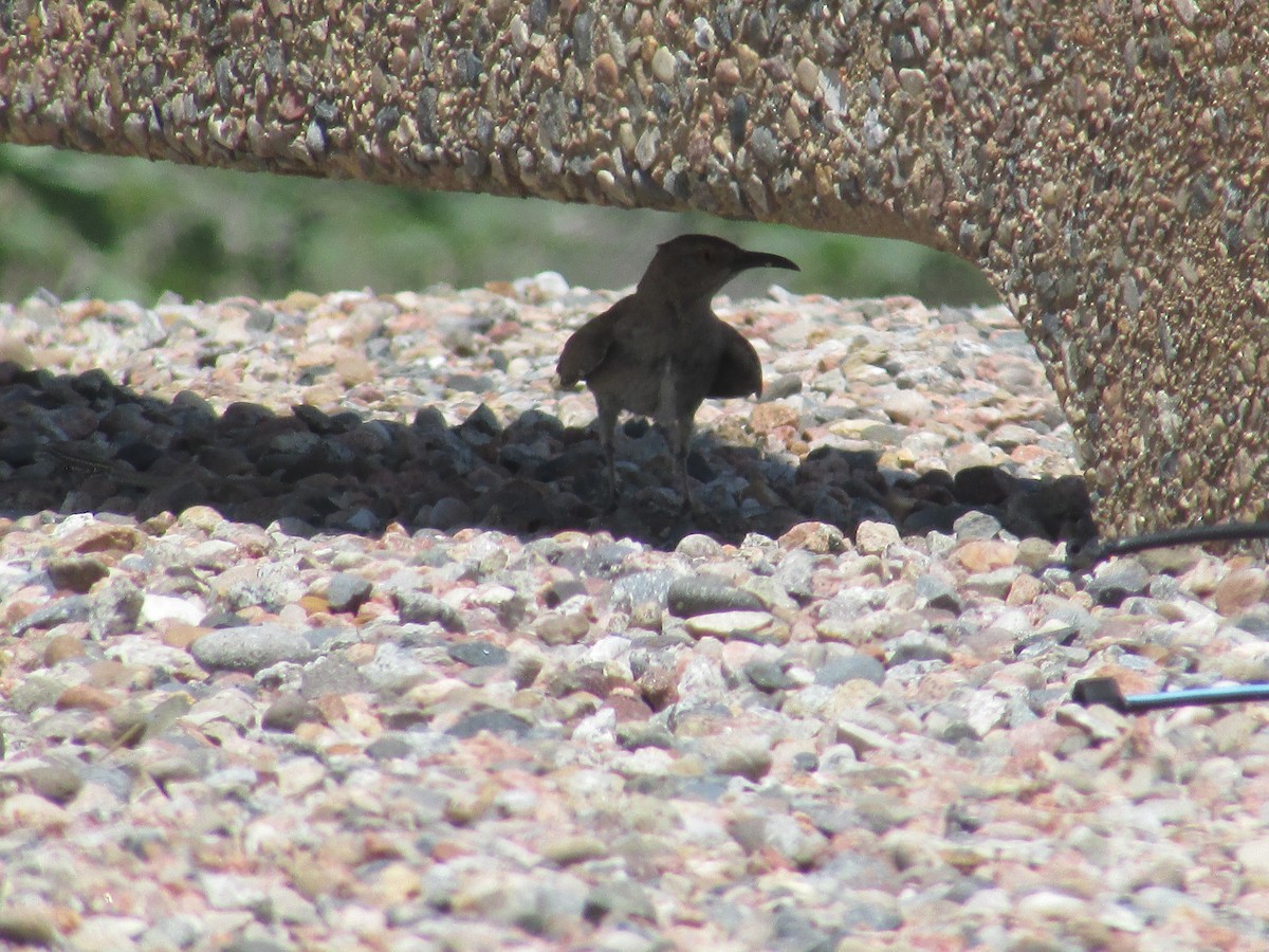 Curve-billed Thrasher - ML620693763