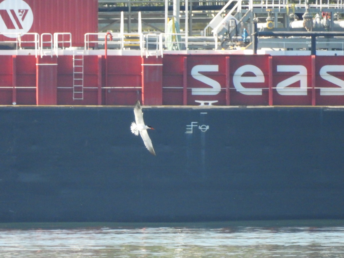 Caspian Tern - ML620693777