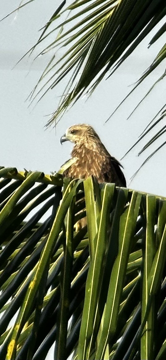 Brahminy Kite - ML620693778