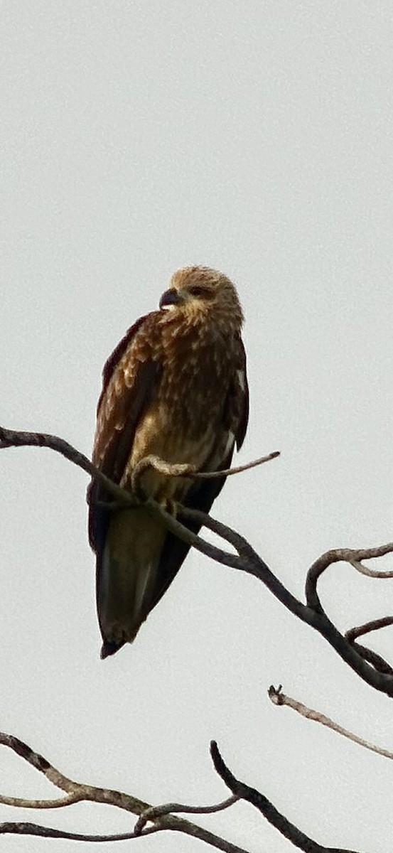 Brahminy Kite - ML620693779