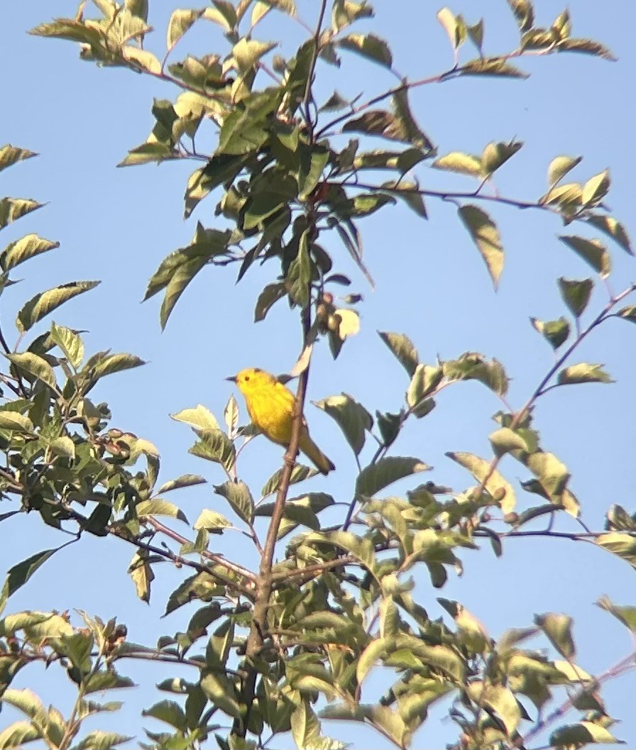 Paruline jaune - ML620693781