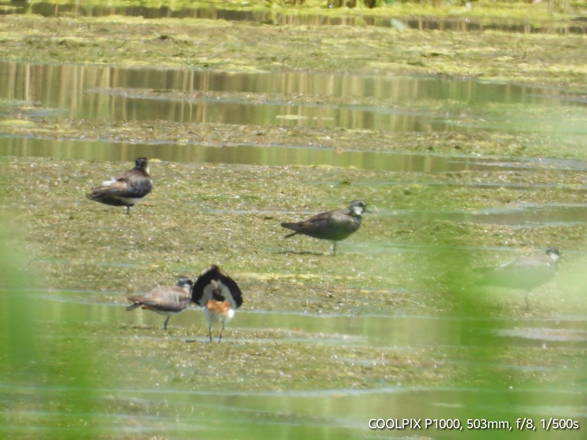 Northern Lapwing - ML620693786