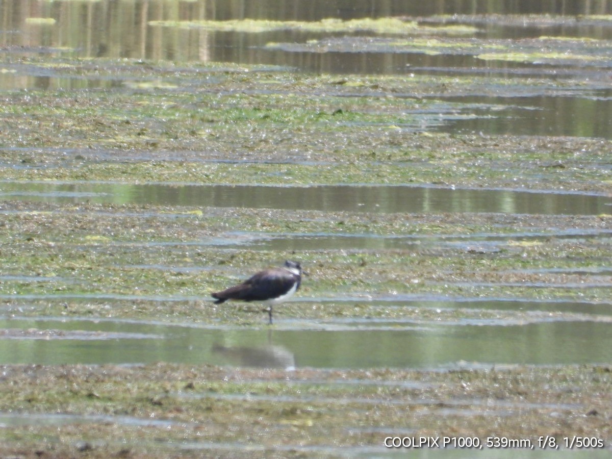 Northern Lapwing - ML620693787