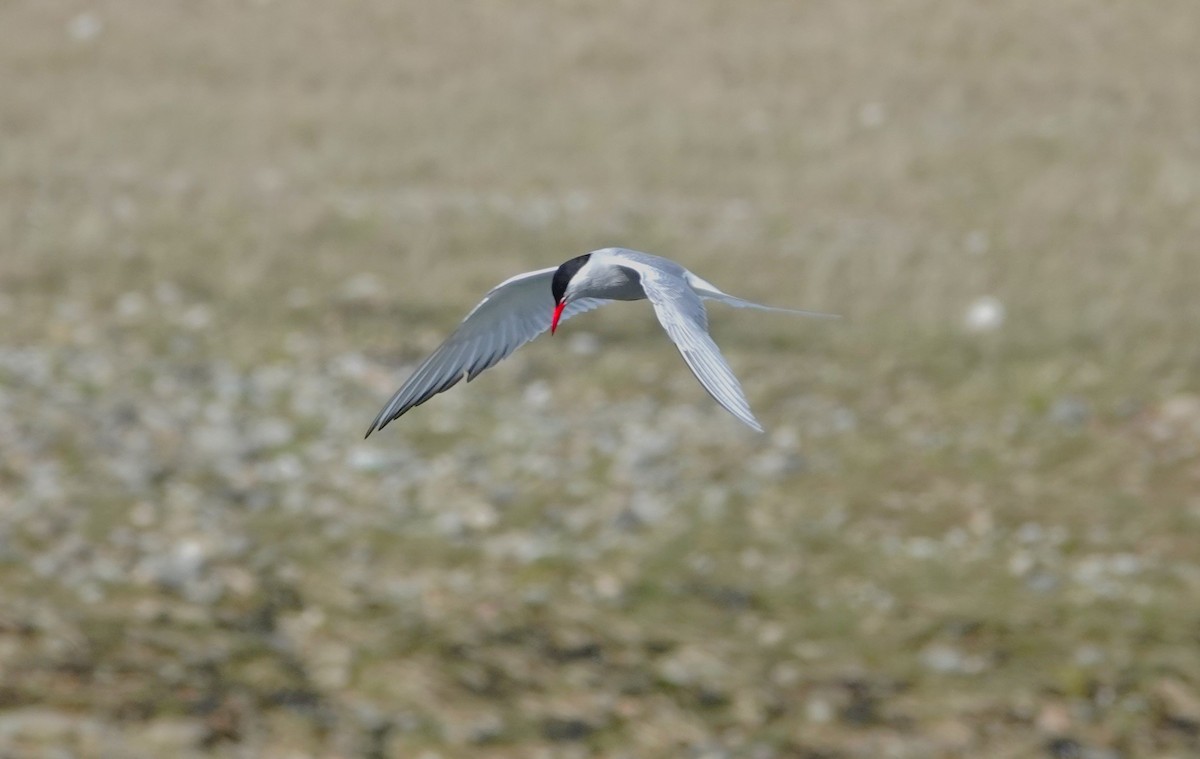 Arctic Tern - ML620693788