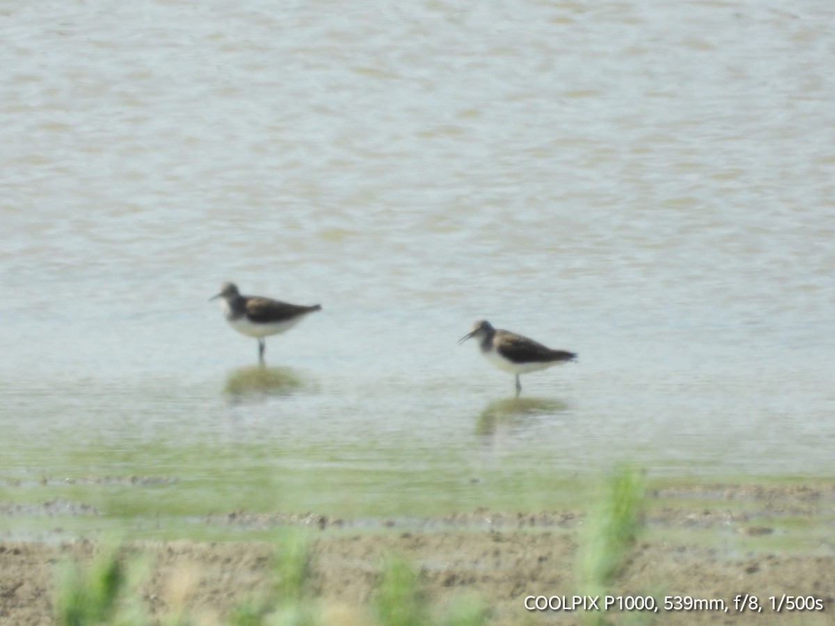 Common Sandpiper - ML620693798