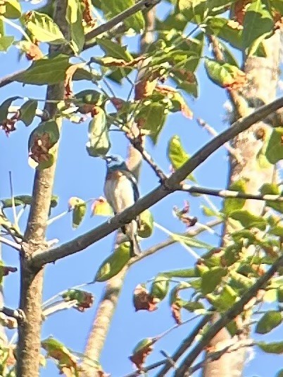 Lazuli Bunting - ML620693799