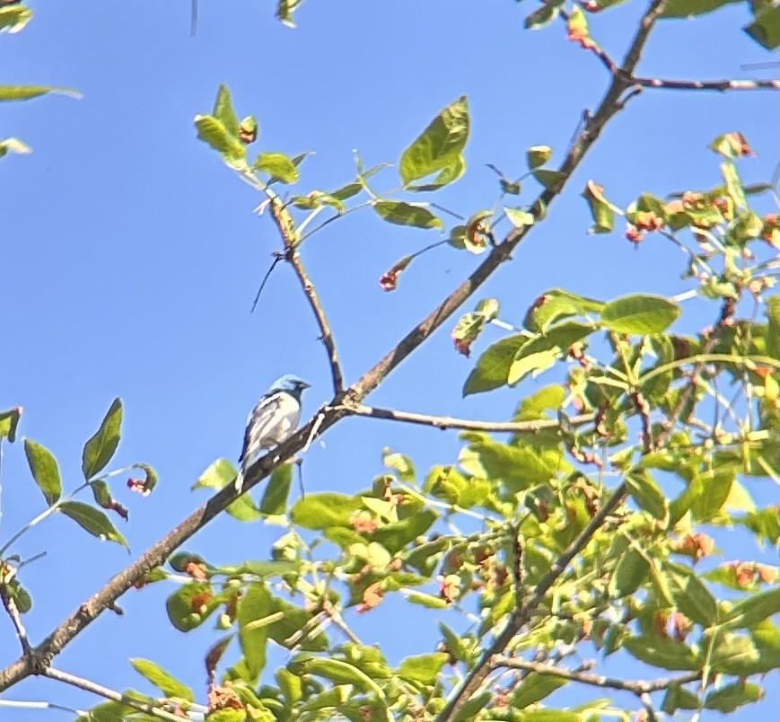 Lazuli Bunting - ML620693800