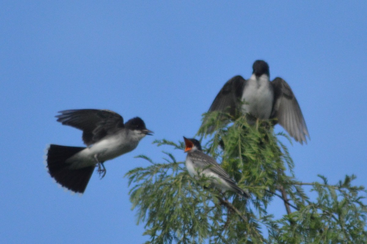 Eastern Kingbird - ML620693803