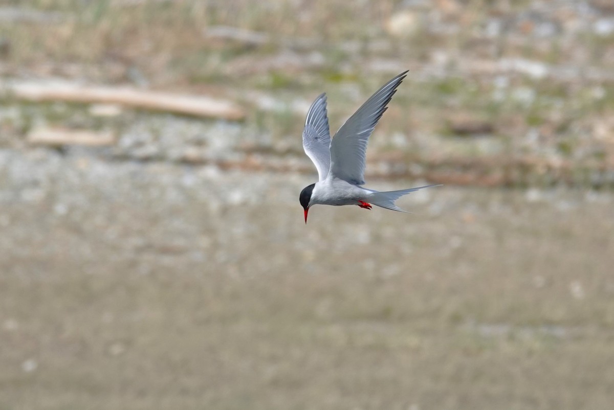 Arctic Tern - ML620693804