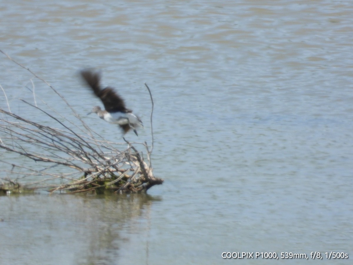 Green Sandpiper - Murat Uyan