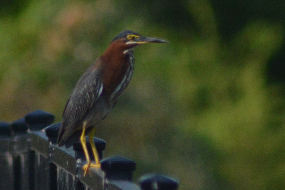 Green Heron - ML620693806