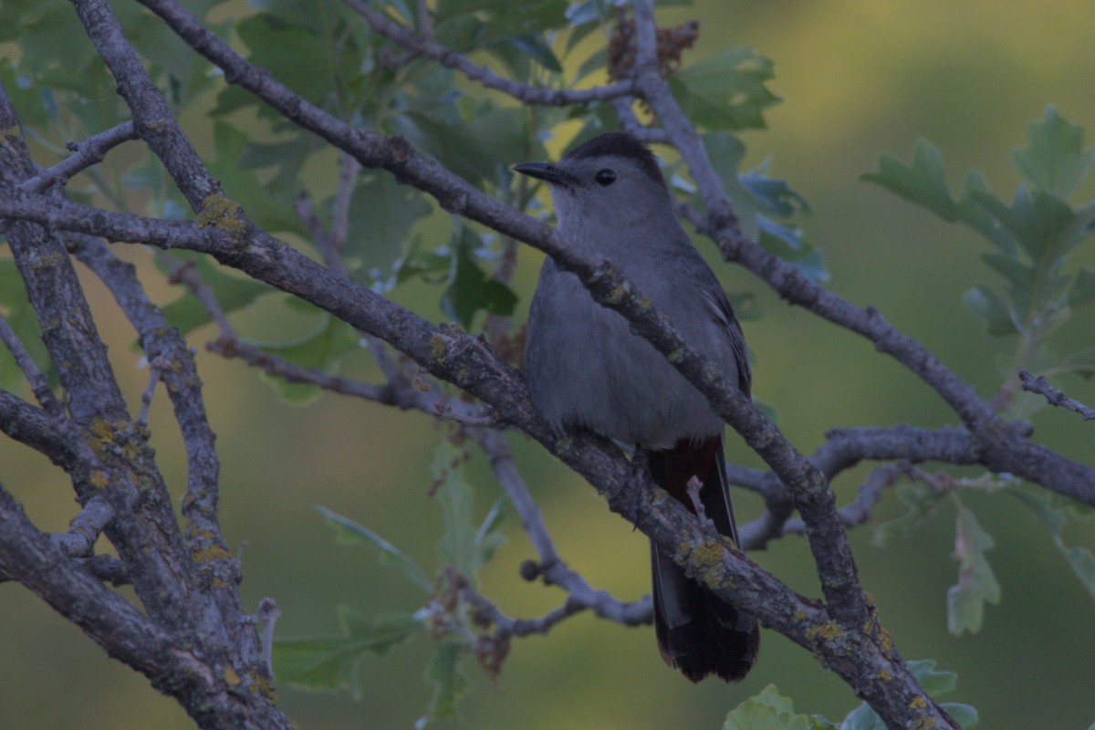 Gray Catbird - ML620693810