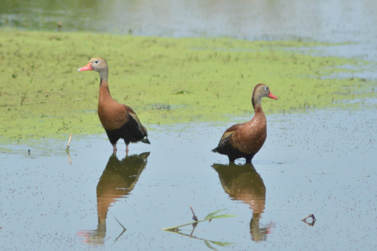 Black-bellied Whistling-Duck - ML620693811