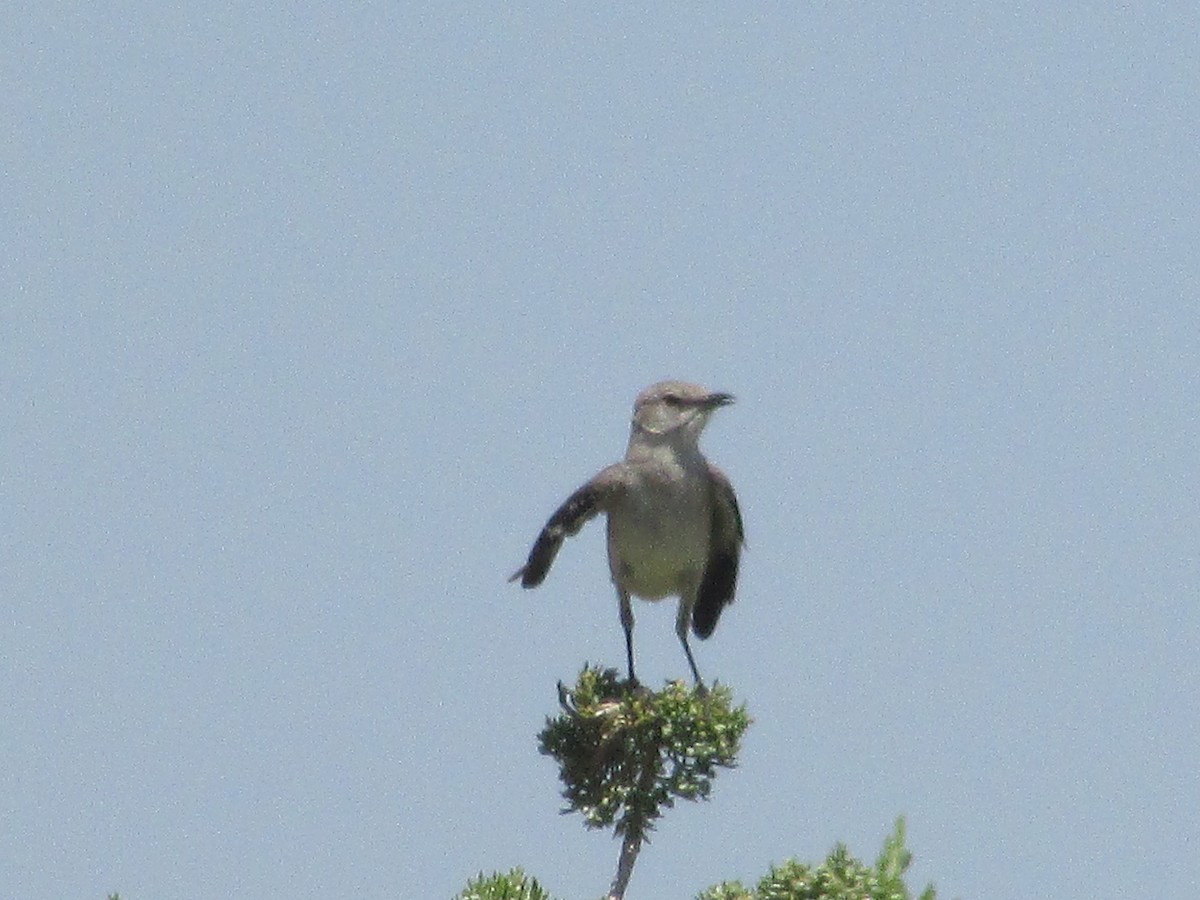 Northern Mockingbird - ML620693814