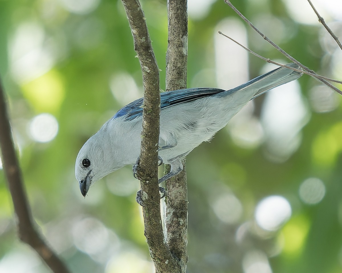 Blue-gray Tanager - ML620693817