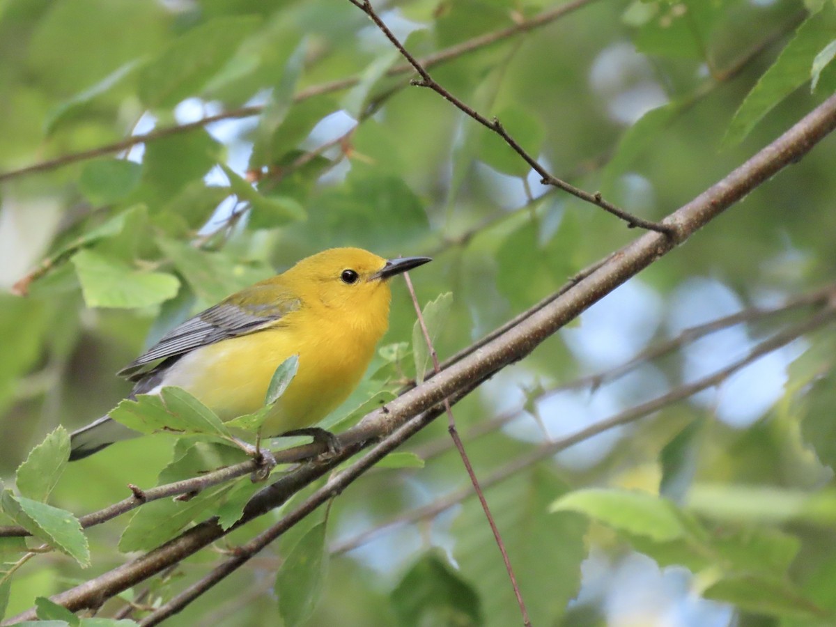 Prothonotary Warbler - ML620693818