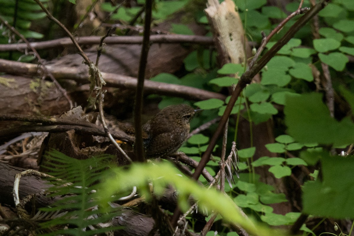 Pacific Wren - ML620693829