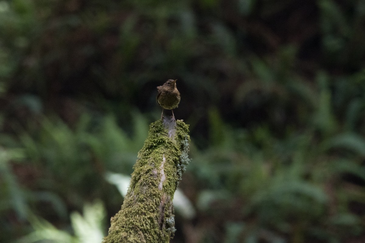 Pacific Wren - ML620693830